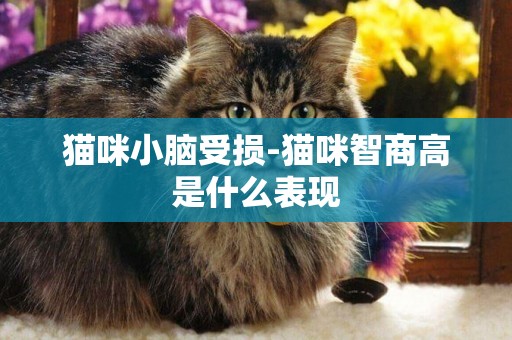 貓咪小腦受損-貓咪智商高是什么表現