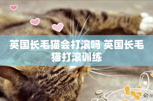 英國長毛貓會打滾嗎 英國長毛貓打滾訓練