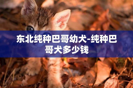 東北純種巴哥幼犬-純種巴哥犬多少錢