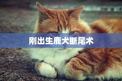 剛出生鹿犬斷尾術