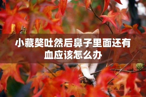 小藏獒吐然后鼻子里面還有血應該怎么辦