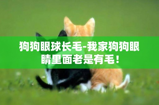 狗狗眼球長毛-我家狗狗眼睛里面老是有毛！