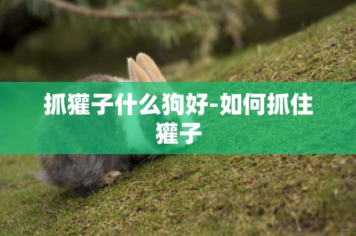 抓獾子什么狗好-如何抓住獾子