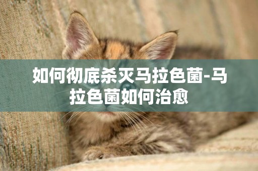 如何徹底殺滅馬拉色菌-馬拉色菌如何治愈