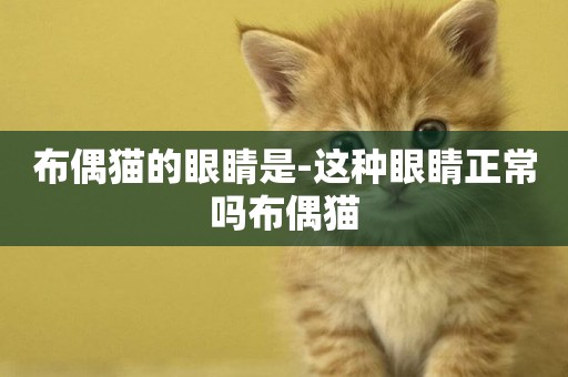 布偶貓的眼睛是-這種眼睛正常嗎布偶貓
