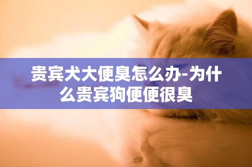 貴賓犬大便臭怎么辦-為什么貴賓狗便便很臭