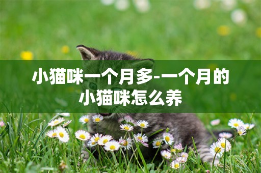 小貓咪一個月多-一個月的小貓咪怎么養