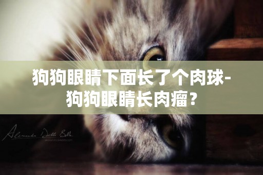 狗狗眼睛下面長了個肉球-狗狗眼睛長肉瘤？