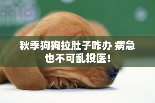 秋季狗狗拉肚子咋辦 病急也不可亂投醫！