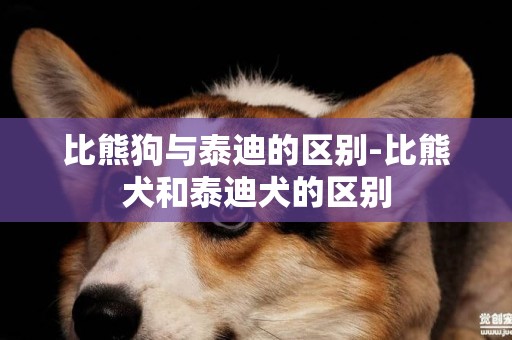比熊狗與泰迪的區別-比熊犬和泰迪犬的區別