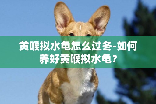 黃喉擬水龜怎么過冬-如何養好黃喉擬水龜？