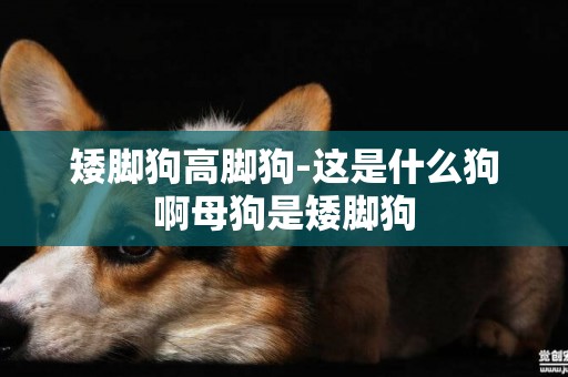 矮腳狗高腳狗-這是什么狗啊母狗是矮腳狗