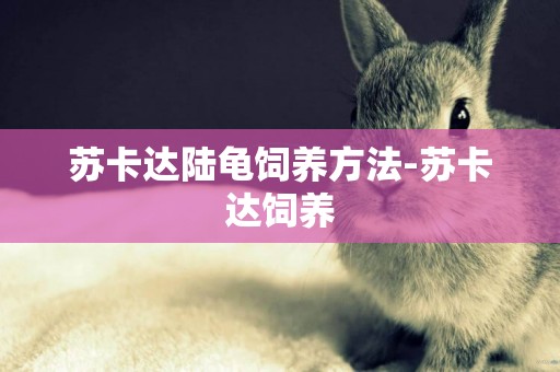 蘇卡達陸龜飼養方法-蘇卡達飼養