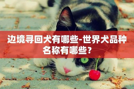 邊境尋回犬有哪些-世界犬品種名稱有哪些？