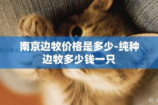 南京邊牧價格是多少-純種邊牧多少錢一只