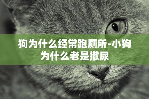 狗為什么經常跑廁所-小狗為什么老是撒尿