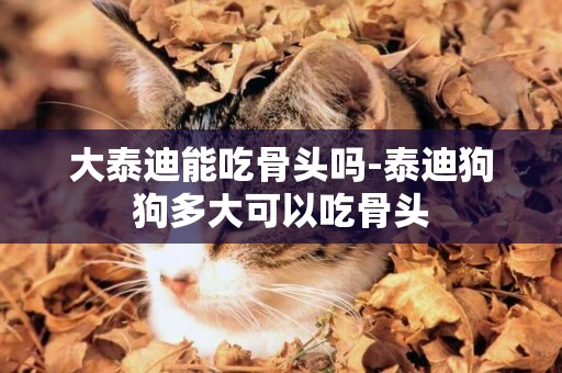 大泰迪能吃骨頭嗎-泰迪狗狗多大可以吃骨頭