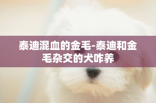 泰迪混血的金毛-泰迪和金毛雜交的犬咋養