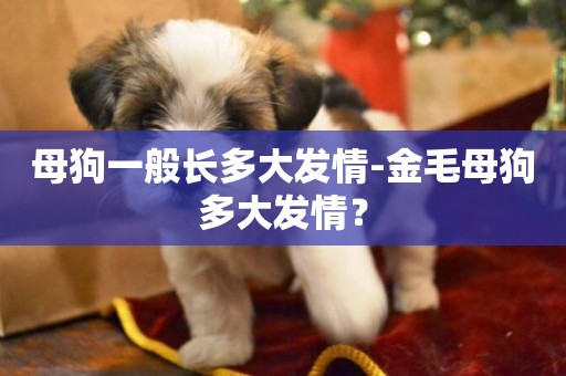 母狗一般長多大發情-金毛母狗多大發情？