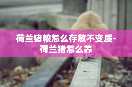 荷蘭豬糧怎么存放不變質-荷蘭豬怎么養