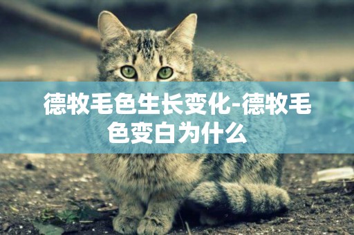 德牧毛色生長變化-德牧毛色變白為什么