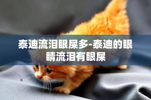 泰迪流淚眼屎多-泰迪的眼睛流淚有眼屎