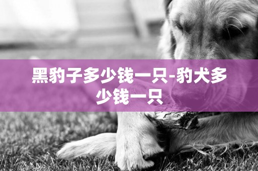 黑豹子多少錢一只-豹犬多少錢一只