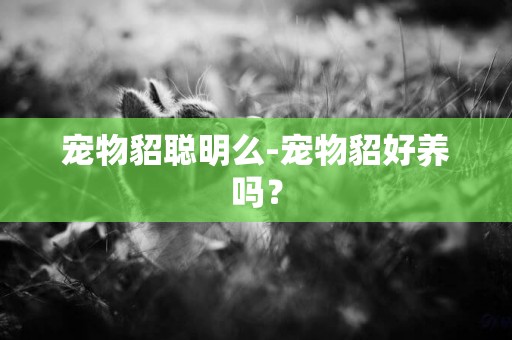 寵物貂聰明么-寵物貂好養嗎？