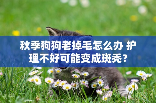 秋季狗狗老掉毛怎么辦 護理不好可能變成斑禿？