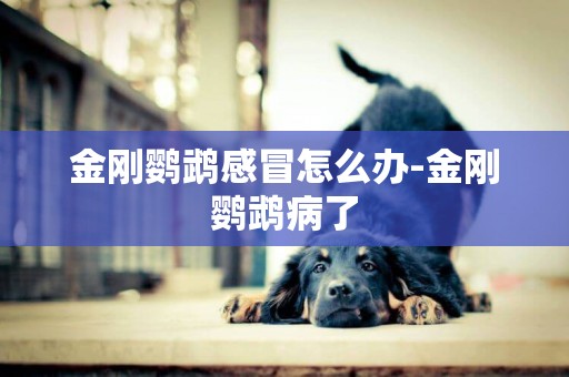 金剛鸚鵡感冒怎么辦-金剛鸚鵡病了