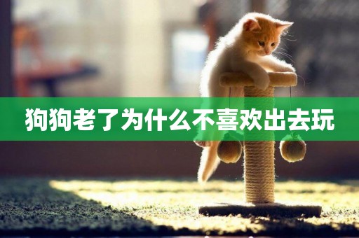 狗狗老了為什么不喜歡出去玩