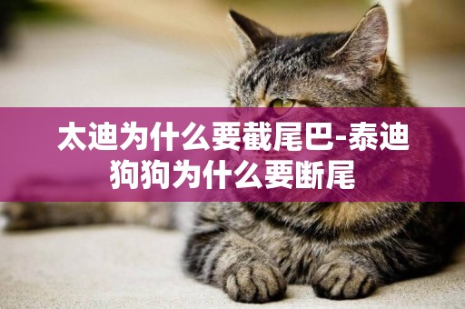 太迪為什么要截尾巴-泰迪狗狗為什么要斷尾