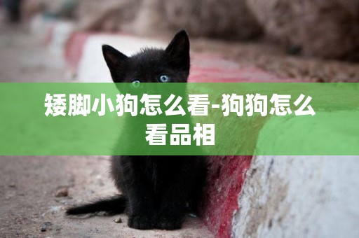 矮腳小狗怎么看-狗狗怎么看品相