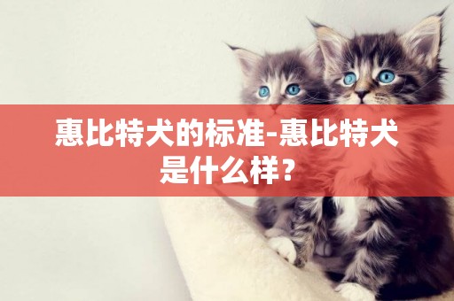 惠比特犬的標準-惠比特犬是什么樣？