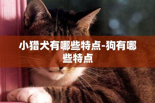 小獵犬有哪些特點-狗有哪些特點