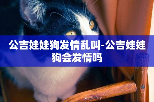 公吉娃娃狗發情亂叫-公吉娃娃狗會發情嗎