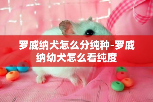 羅威納犬怎么分純種-羅威納幼犬怎么看純度