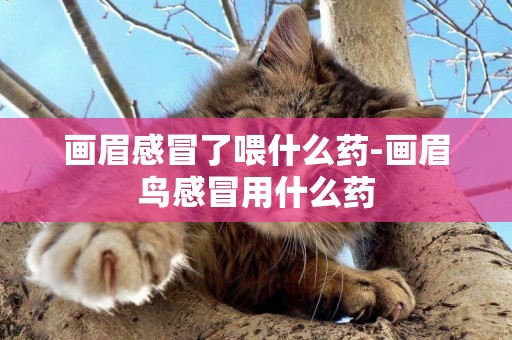 畫眉感冒了喂什么藥-畫眉鳥感冒用什么藥