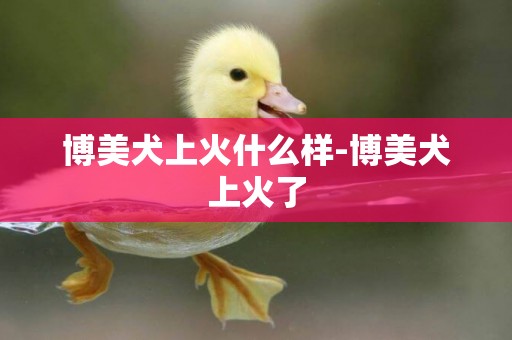 博美犬上火什么樣-博美犬上火了