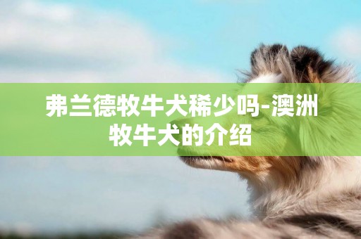 弗蘭德牧牛犬稀少嗎-澳洲牧牛犬的介紹