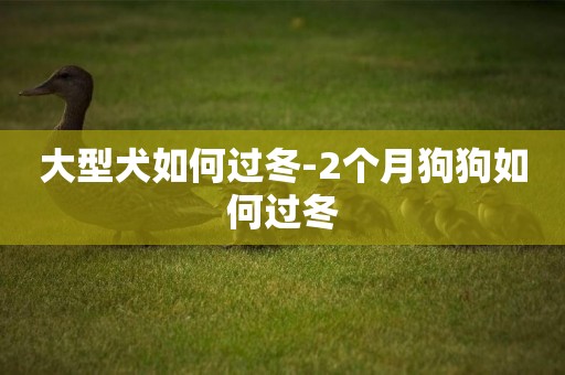 大型犬如何過冬-2個月狗狗如何過冬