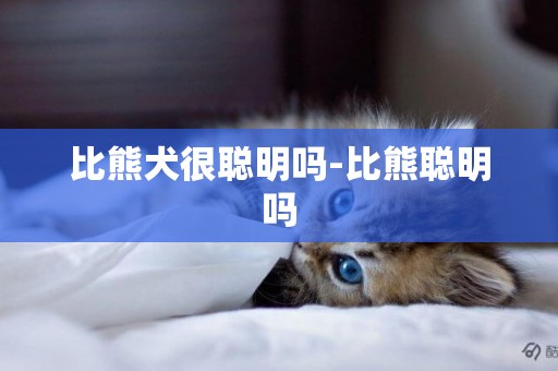 比熊犬很聰明嗎-比熊聰明嗎