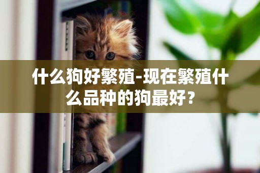 什么狗好繁殖-現在繁殖什么品種的狗最好？