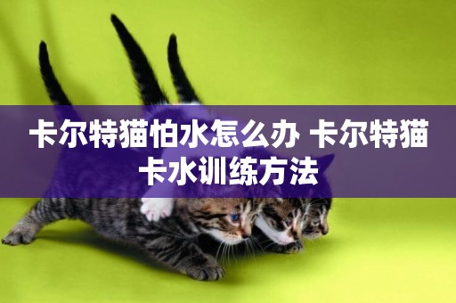 卡爾特貓怕水怎么辦 卡爾特貓卡水訓練方法