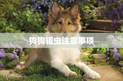 狗狗驅蟲注意事項