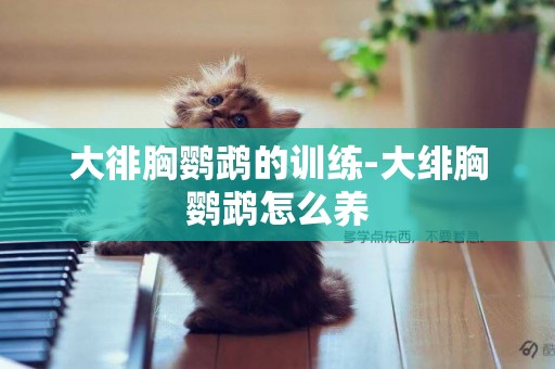大徘胸鸚鵡的訓練-大緋胸鸚鵡怎么養