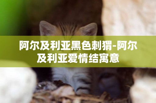 阿爾及利亞黑色刺猬-阿爾及利亞愛情結寓意