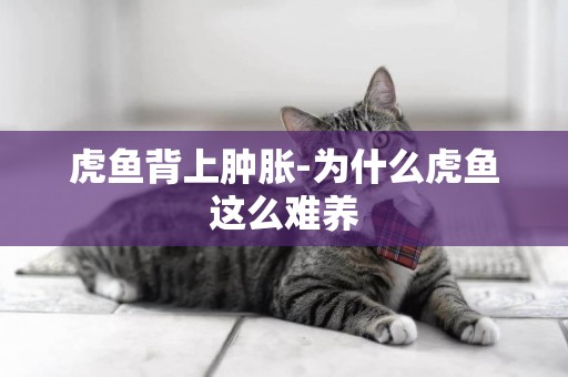 虎魚背上腫脹-為什么虎魚這么難養