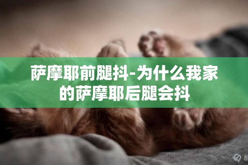 薩摩耶前腿抖-為什么我家的薩摩耶后腿會抖
