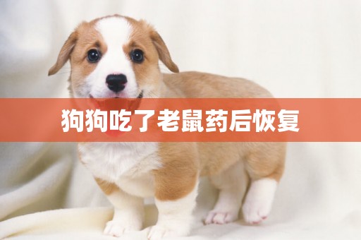 狗狗吃了老鼠藥后恢復